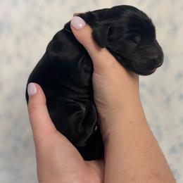 Orange Boy - Black male Flat-Coated Retriever puppy in Mechanicsville, Virginia from Flatline Flat-Coated Retrievers