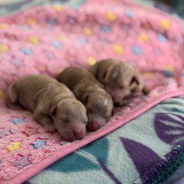 Cavapoo Puppies from Ginger Doodle Babies