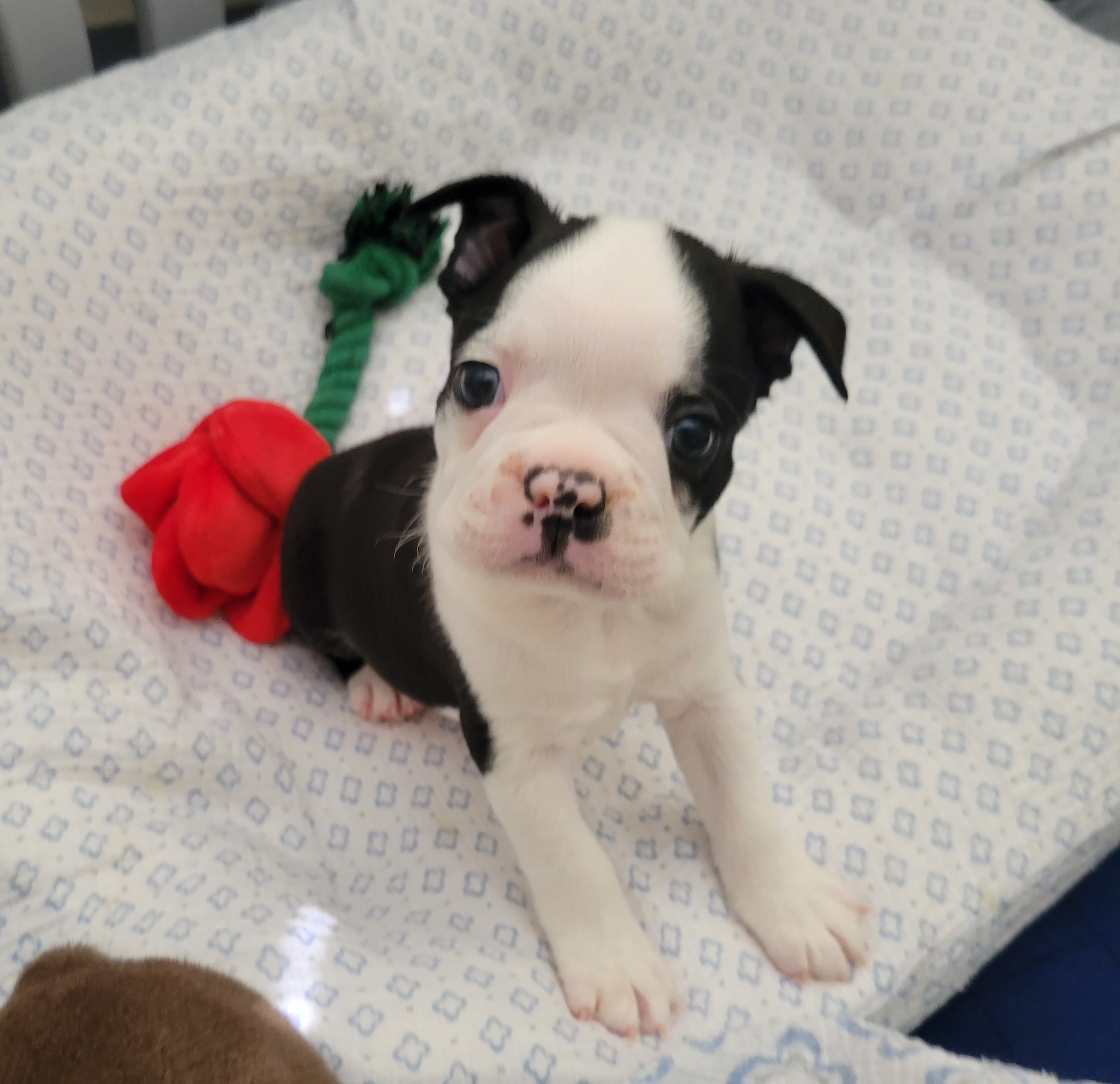 Boston Terrier All Grown Up from Remington's Chocolate Kisses