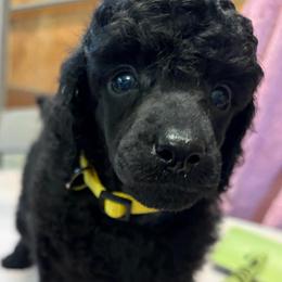 Bennie - Black male Poodle puppy in Hartselle, Alabama from Phare Poodles