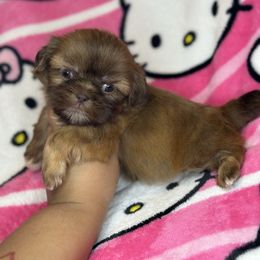 Piper - Chocolate female Shih Tzu puppy in Roseville, Michigan from Diamond Paws LLC