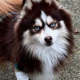 Gizmo - Pomsky