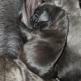 Boy 8 - Black male Cane Corso puppy in Clarksburg, West Virginia from West By God Virginia Cane Corso