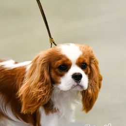 Cavalier King Charles Spaniels from Fields Edge Cavaliers
