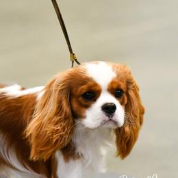 Cavalier King Charles Spaniels from Fields Edge Cavaliers