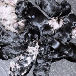 Goldendoodle and Labradoodle Puppies from Diaz Doodles