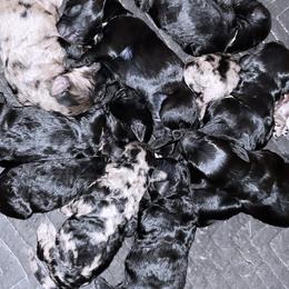 Goldendoodle and Labradoodle Puppies from Diaz Doodles