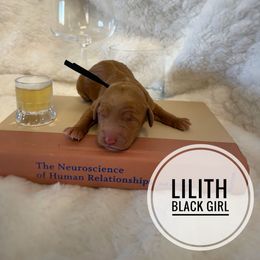 Lilith - Red  female Goldendoodle puppy in Harrisburg, Oregon from Dolly’s Doods