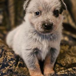 Orion - Blue speckled male Australian Cattle Dog puppy in Sneedville, Tennessee from JoAnn's Australian Cattle Dogs