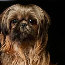 Liam - Shih Tzu