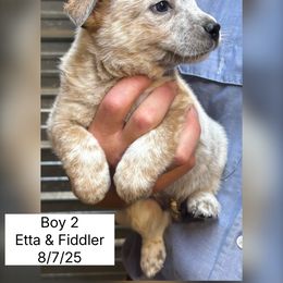 Boy  2 - Red mottled male Australian Cattle Dog puppy in Dillwyn, Virginia from Hardiman’s Howlin’ Hounds