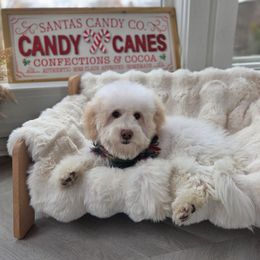Jazmine - Parti female Goldendoodle puppy in North Royalton, Ohio from Johnson's Doodles