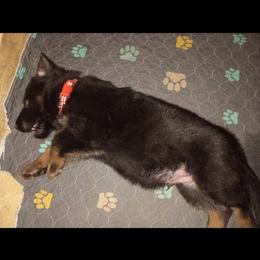 Orange collar boy - Bi-color male German Shepherd puppy in Centralia, Illinois from Janices AKC German Sheperds LLC