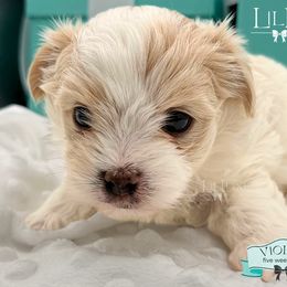 Morkie and Shorkie Puppies from Lil Luxe Pups