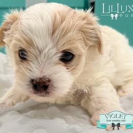 Morkie and Shorkie Puppies from Lil Luxe Pups