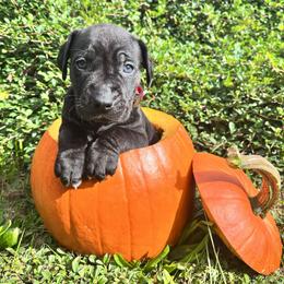 Cherry - Black female Catahoula Leopard Dog puppy in Washington from Coweeman Catahoulas