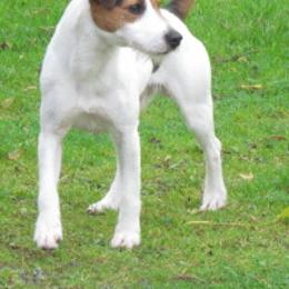 Parson Russell Terriers from Heart-Songs Haven