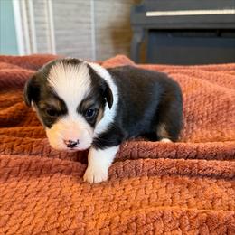 Dewey - Black and tan male Pembroke Welsh Corgi puppy in Chubbuck, Idaho from Sunny J Corgis and Mini Americans