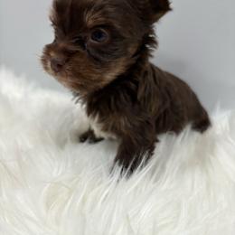 Visa - Chocolate, tan and white female Yorkshire Terrier puppy in Lynwood, Illinois from SaintNicksWay