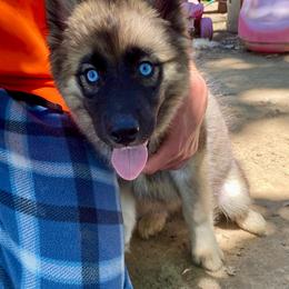 Blue - Agouti and white female Siberian Husky puppy in Tennessee from Heavenly Made Huskies and Poms