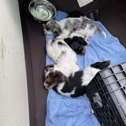 Dachshund Puppies from Shawnee Tribe