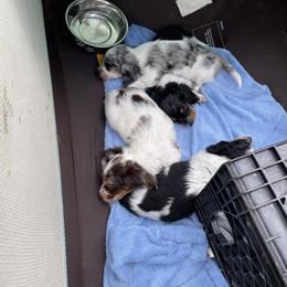 Dachshund Puppies from Shawnee Tribe
