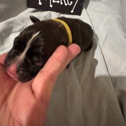 Boy 4 - male Boxer puppy in Madras, Oregon from BnT Boxers