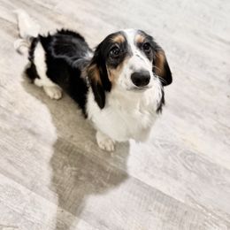 Aston - Dachshund