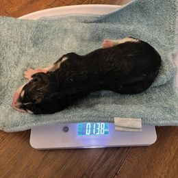 Siberian Husky Puppies from Alexandra's Siberian Huskies