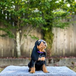 Black and Tan Coonhound Puppies from Toodaloo Coonhounds