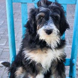 Rowdy - Black tri-color male Aussiedoodle puppy in Lancaster, Minnesota from Wilson Cattle Co.