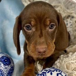 Atticus AKC - Chocolate and tan male Dachshund puppy in Hendersonville, North Carolina from Snarky Doxy Miniature Dachshunds