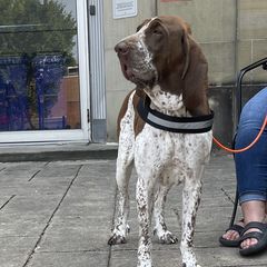 Bracco Italianos from Prime Time Gun Dogs