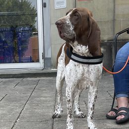 Bracco Italianos from Prime Time Gun Dogs
