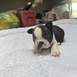 Boston Terrier Puppies from Washburns bostons