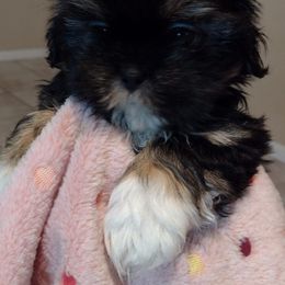 Shih Tzu Puppies from Amarilys ShihTzus