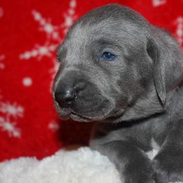 Weimaraner Puppies from Boonieland Kennels