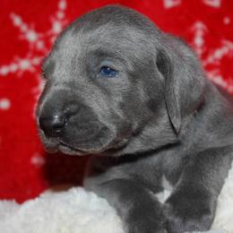 Weimaraner Puppies from Boonieland Kennels