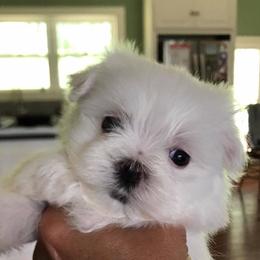 Maltese Puppies from Jacobmaltese