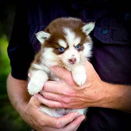 Shelby Micro Toy Charting 6-8lbs - Red and white female Pomsky puppy in Perkins, Oklahoma from A-Dream Pomsky Kennel