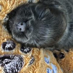 Mi-Ki Puppies from Orlando Mi-Kis