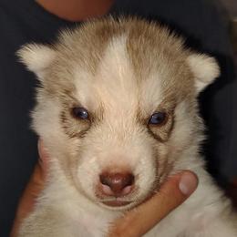 4 Adam (blue eyes) - Red and white male Siberian Husky puppy in Heppner, Oregon from Yuki Ookami Show Kennel