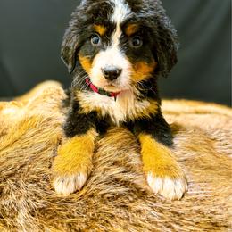 Big X - Tri-color male Bernese Mountain Dog puppy in Alabama from Dogwood Creek Bernese