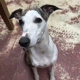 Diva - Whippet