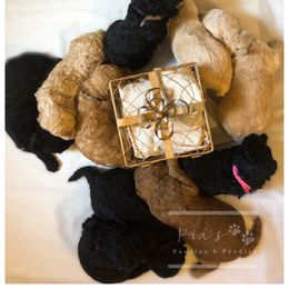 Bernedoodle, Goldendoodle, and Labradoodle Puppies from Pia’s Doodle Poodle Wag