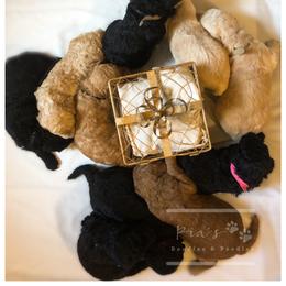 Bernedoodle, Goldendoodle, and Labradoodle Puppies from Pia’s Doodle Poodle Wag