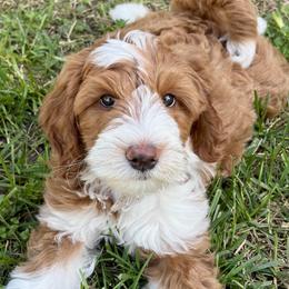 Bernedoodle Puppies from Cam’s Doodlez