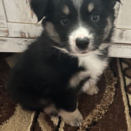 Miniature Australian Shepherds from Triangle H Ranch Aussies