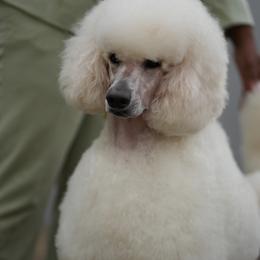 Sunny - Poodle