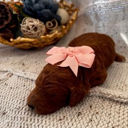 Poodle Puppies from CAStandardPoodles